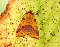 73.181 BF2273 Pink-barred Sallow Xanthia togata