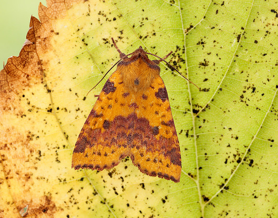 73.181 BF2273 Pink-barred Sallow Xanthia togata