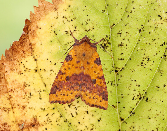 73.181 BF2273 Pink-barred Sallow Xanthia togata