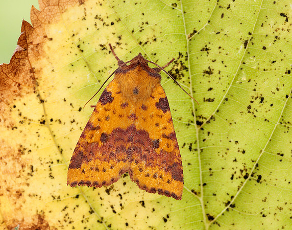 73.181 BF2273 Pink-barred Sallow Xanthia togata