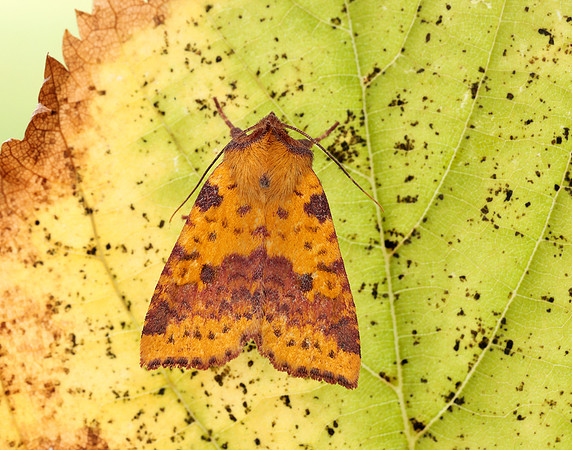 73.181 BF2273 Pink-barred Sallow Xanthia togata