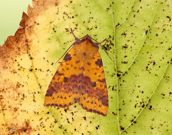 73.181 BF2273 Pink-barred Sallow Xanthia togata