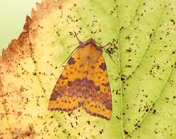 73.181 BF2273 Pink-barred Sallow Xanthia togata