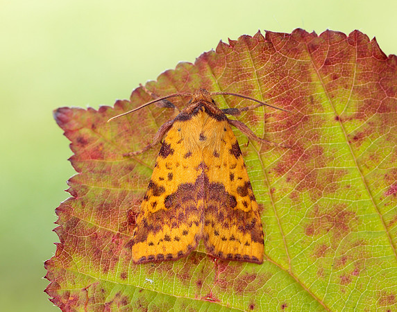 73.181 BF2273 Pink-barred Sallow Xanthia togata