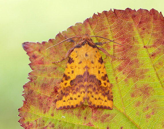 73.181 BF2273 Pink-barred Sallow Xanthia togata