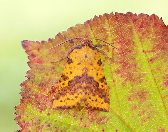 73.181 BF2273 Pink-barred Sallow Xanthia togata