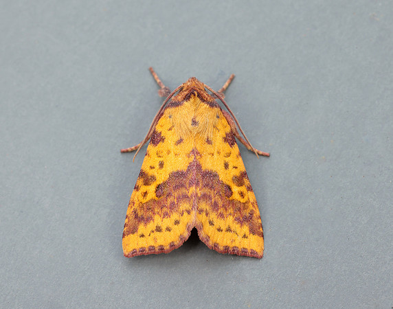 73.181 BF2273 Pink-barred Sallow Xanthia togata