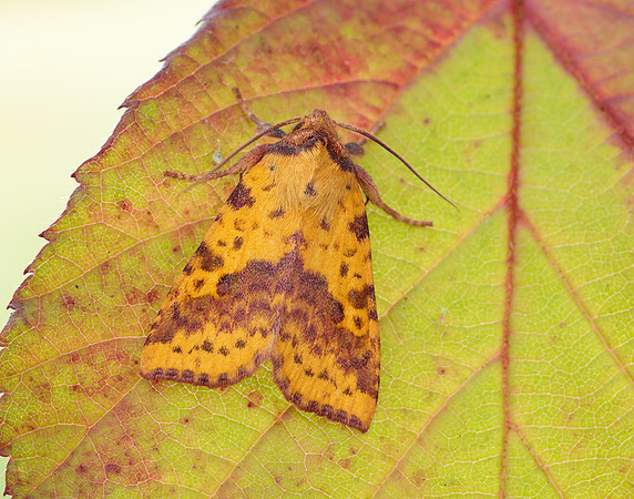 73.181 BF2273 Pink-barred Sallow Xanthia togata