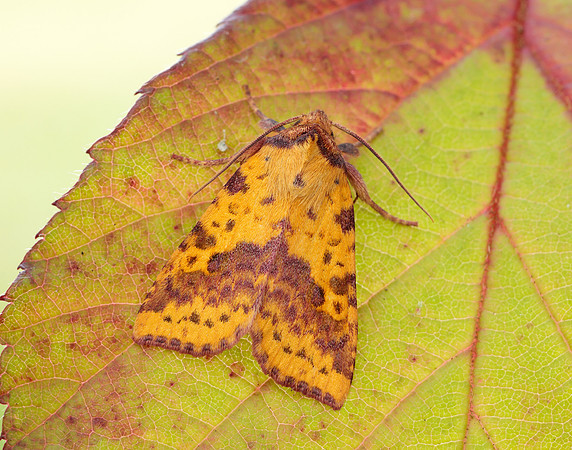 73.181 BF2273 Pink-barred Sallow Xanthia togata