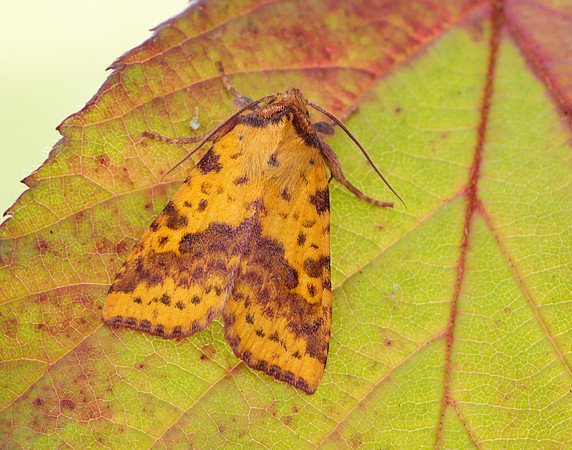 73.181 BF2273 Pink-barred Sallow Xanthia togata