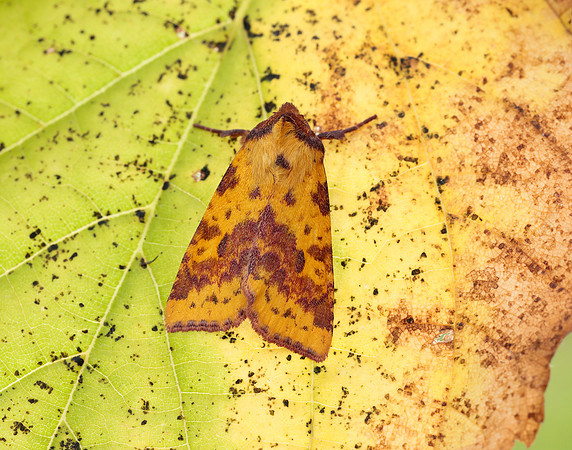 73.181 BF2273 Pink-barred Sallow Xanthia togata