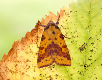 73.181 BF2273 Pink-barred Sallow Xanthia togata