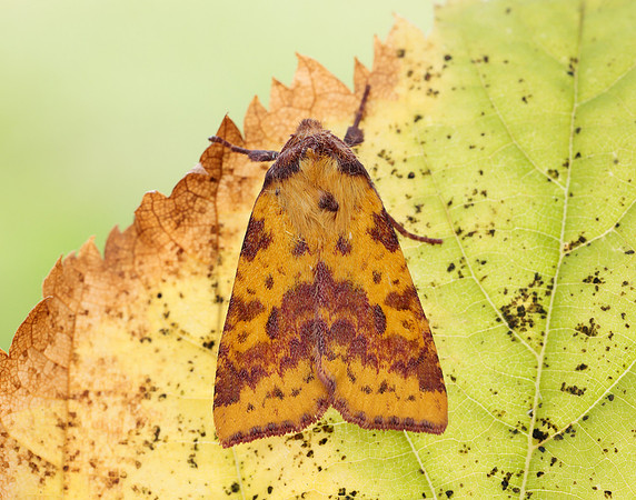 73.181 BF2273 Pink-barred Sallow Xanthia togata