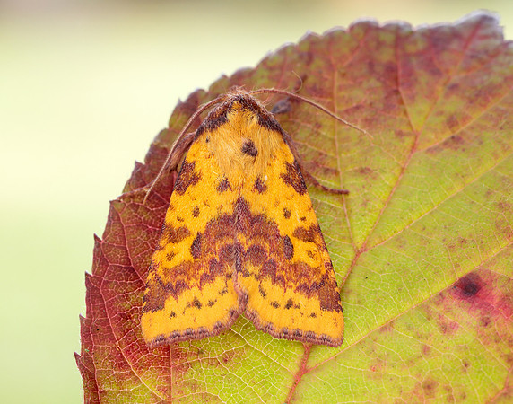 73.181 BF2273 Pink-barred Sallow Xanthia togata