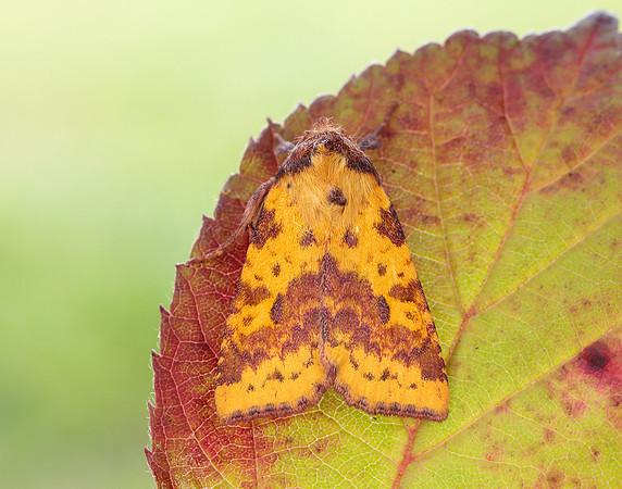 73.181 BF2273 Pink-barred Sallow Xanthia togata