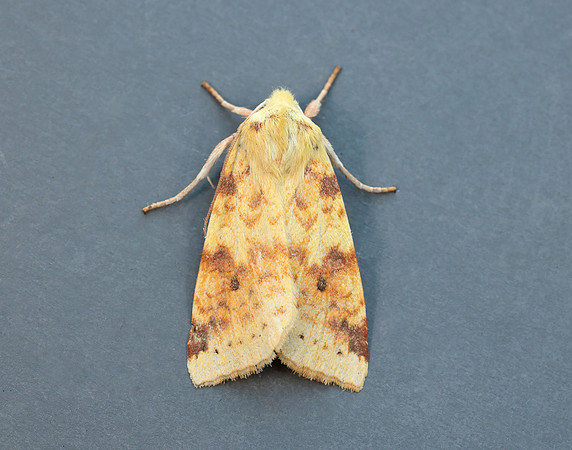 73.182 BF2274 Sallow Cirrhia icteritia
