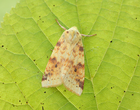 73.182 BF2274 Sallow Cirrhia icteritia