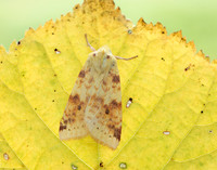 73.182 BF2274 Sallow Cirrhia icteritia