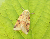 73.182 BF2274 Sallow Cirrhia icteritia