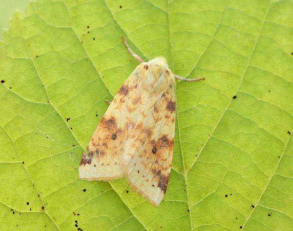 73.182 BF2274 Sallow Cirrhia icteritia
