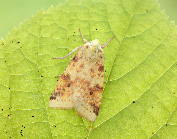 73.182 BF2274 Sallow Cirrhia icteritia