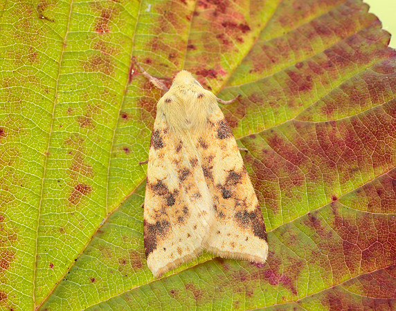 73.182 BF2274 Sallow Cirrhia icteritia