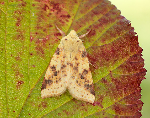 73.182 BF2274 Sallow Cirrhia icteritia
