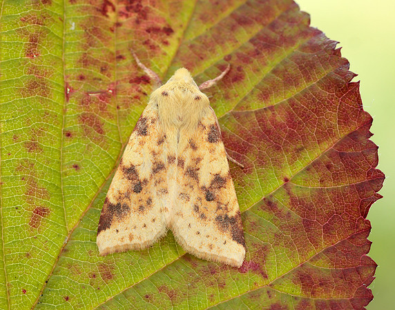 73.182 BF2274 Sallow Cirrhia icteritia