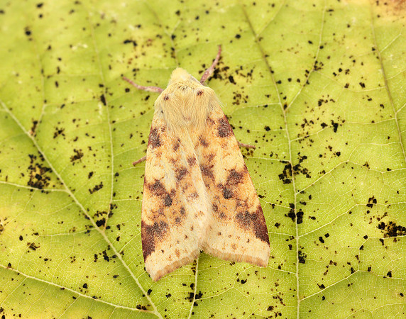 73.182 BF2274 Sallow Cirrhia icteritia