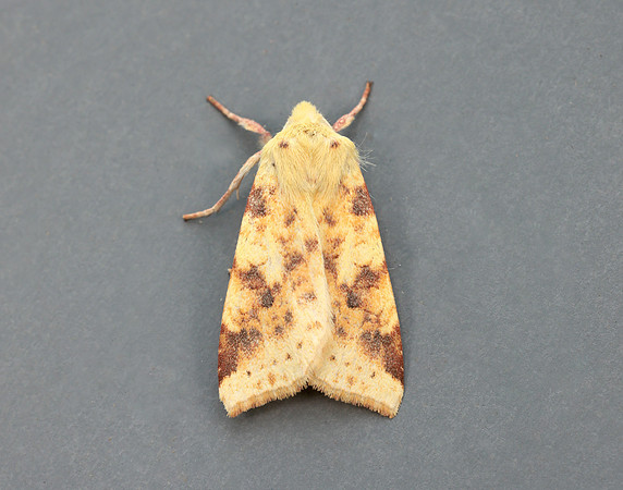 73.182 BF2274 Sallow Cirrhia icteritia