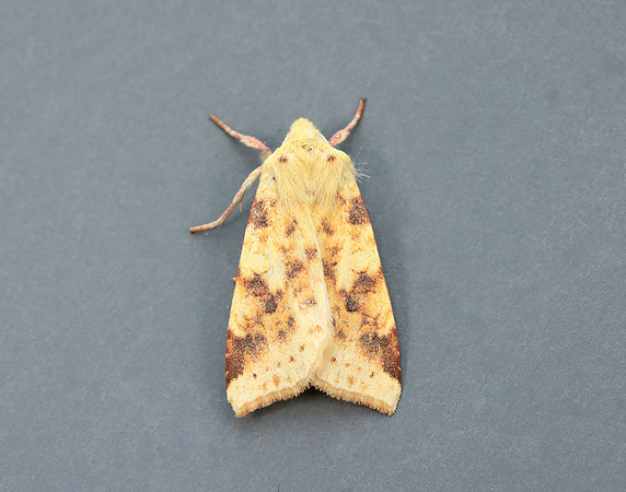 73.182 BF2274 Sallow Cirrhia icteritia