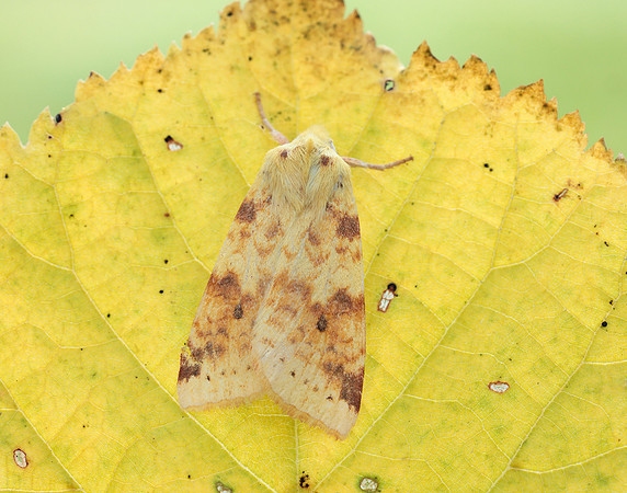 73.182 BF2274 Sallow Cirrhia icteritia