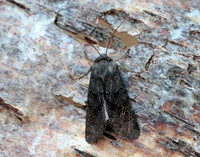 73.232 BF2231a Northern Deep-brown Dart Aporophyla