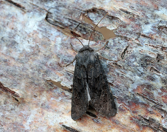 73.232 BF2231a Northern Deep-brown Dart Aporophyla