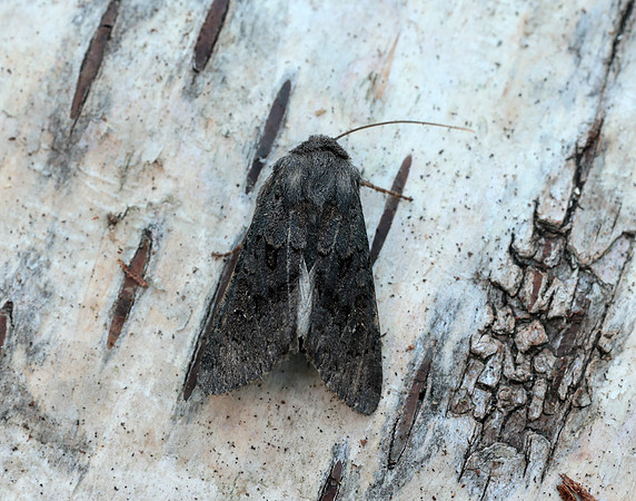73.232 BF2231a Northern Deep-brown Dart Aporophyla