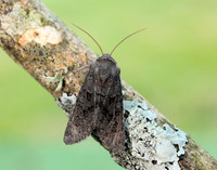 73.232 BF2231a Northern Deep-brown Dart Aporophyla