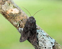73.232 BF2231a Northern Deep-brown Dart Aporophyla