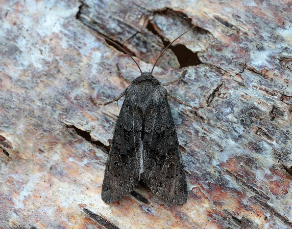 73.232 BF2231a Northern Deep-brown Dart Aporophyla