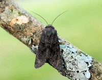 73.232 BF2231a Northern Deep-brown Dart Aporophyla
