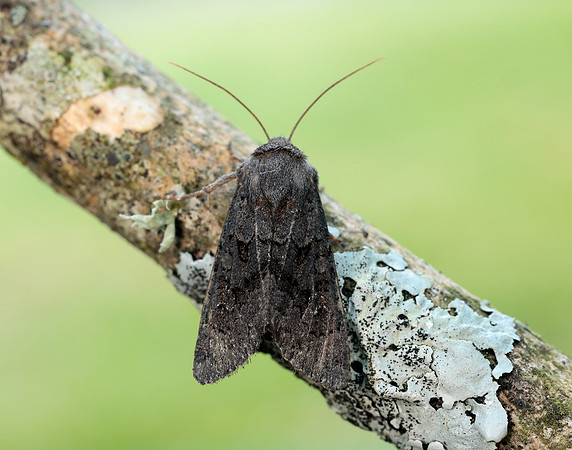 73.232 BF2231a Northern Deep-brown Dart Aporophyla