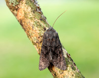 73.232 BF2231a Northern Deep-brown Dart Aporophyla