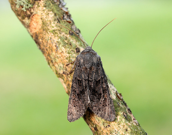 73.232 BF2231a Northern Deep-brown Dart Aporophyla