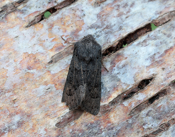 73.232 BF2231a Northern Deep-brown Dart Aporophyla