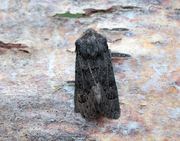 73.232 BF2231a Northern Deep-brown Dart Aporophyla