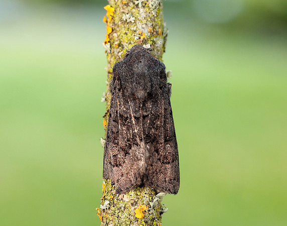 73.232 BF2231a Northern Deep-brown Dart Aporophyla