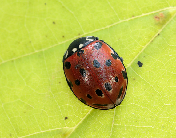 Eyed Ladybird Anatis ocellata
