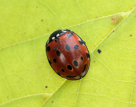 Eyed Ladybird Anatis ocellata