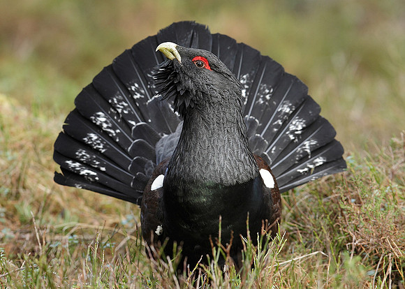 Capercaillie Tetrao urogallus