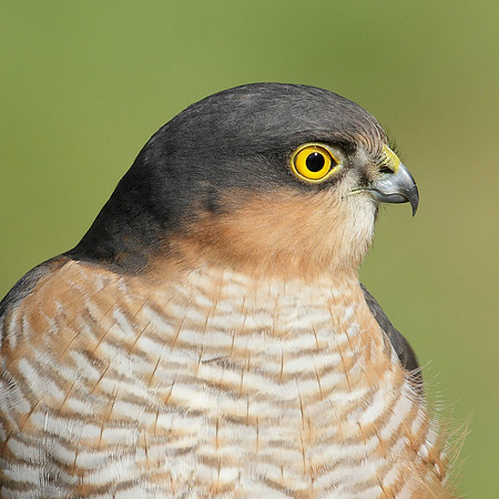 Sparrowhawk Accipiter nisus