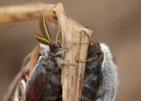 68.001BF 1643 Emperor Moth Saturnia pavonia